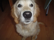 honden foto van Yvonne