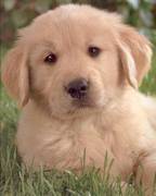 honden foto van ward
