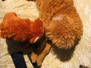 honden foto van Isabella