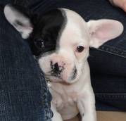 honden foto van Marry