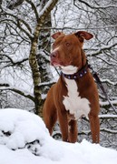 honden foto van Suzanne