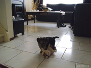 honden foto van Gerdie 