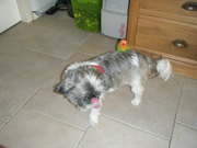 honden foto van Lodi