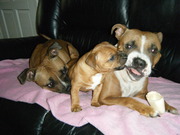 honden foto honden foto van Sandra