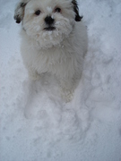 honden foto van Saskia & Shira 