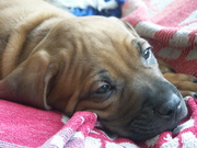 honden foto van danielle