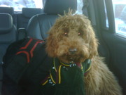 honden foto honden foto van eva