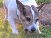 honden foto honden foto van Ruth