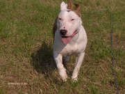 honden foto van debke