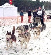 honden foto honden foto van Yemami Spirit