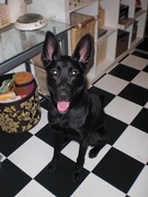 honden foto van mariska