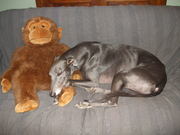 honden foto van Dakota