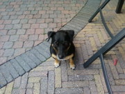 honden foto van merijn