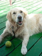 honden foto van Sascha 