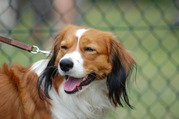 honden foto van Brenda, Bonnie en Chris