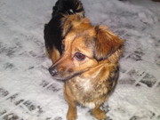 honden foto van Tamara