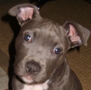 honden foto van Heidi