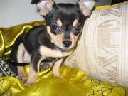 honden foto honden foto van Joke ,Lana en Yuna