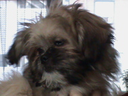 honden foto van brigitte