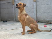 honden foto van Luna (Rottweiler/Argentijnse dogg)