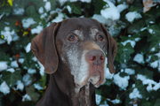 honden foto van Twister