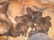 honden foto van Johan