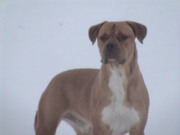 honden foto van patrick