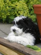 honden foto van anneke