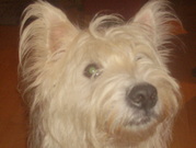 honden foto van margreet