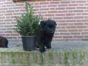 honden foto honden foto van Chantal & Martijn