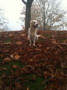 honden foto van Clooney