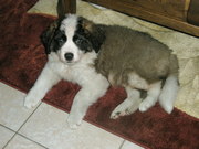 honden foto van tony