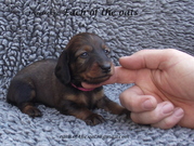 honden foto van sandra