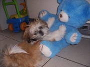 honden foto van superpctje