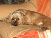 honden foto van stephanie