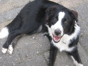 honden foto honden foto van Janneke