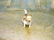 honden foto honden foto van Chantal