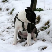 honden foto van schilder