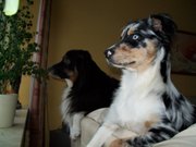 honden foto van maya van der bij