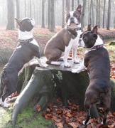 honden foto van BrantiSarnGalia