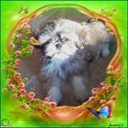 honden foto van Bianca/ Dushi