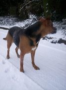 honden foto honden foto van peter