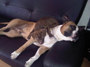 honden foto van Nathalie