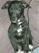 honden foto van Barend