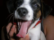 honden foto van muizemuius84