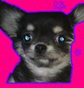 honden foto van melissa