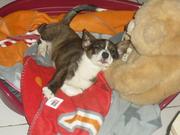 honden foto van Anne