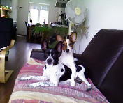 honden foto van sylvia