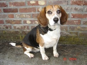 honden foto van Hugo