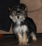 honden foto van ><>Regenboogvisje<><